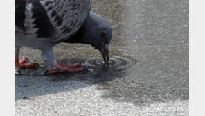 공원 비둘기 21마리, 농약 먹여 죽였다…경찰수사 의뢰