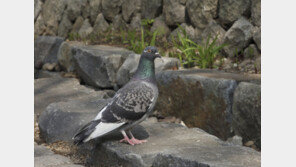 공원서 비둘기 21마리 집단폐사…사체에서 농약 성분 검출