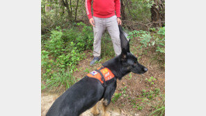 119구조견 ‘강철’ 지적장애男 50분만에 구조