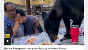 소풍 즐기는데 곰 성큼성큼, 음식 싹쓸이…온 가족 숨 죽인 채 ‘얼음’