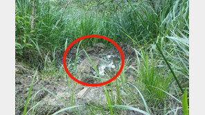 삵과 오소리, 남몰래 ‘동행’…무인 카메라에 잡힌 멸종위기종