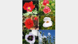 마약 원료 ‘양귀비 2주’ 관상용으로 재배한 70대 ‘선고유예’