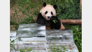中의 ‘판다 외교’ 영향?…내년 말 미국에서 판다 자취 감출 수도