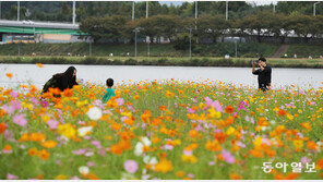 “여기 보세요∼” 코스모스 명소에서 ‘찰칵’ 