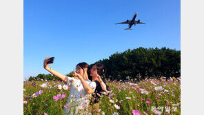 ‘가을의 꽃’ 코스모스 배경으로 추억 남겨요 