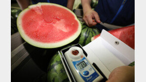 박지원 “이재명 ‘수박’ 색출말고 뭉쳐야…양심에 털난者, 경선 때 솎아진다”