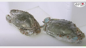 伊서 온 ‘푸른꽃게’ 시식…“맛은 합격, 문제는 가격”