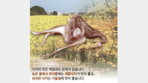 제철 가을낙지 먹고 급성복통…혹시 ‘고래회충’ 감염?