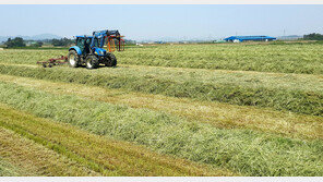 올해 쌀 생산량 368.4만t…재배면적 줄어 전년比 2.1% 감소