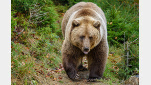 캐나다 서부 국립공원서 캠핑하던 60대 부부, 곰 습격에 숨져