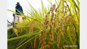 생산량 감소에 쌀값 폭락 가능성도 ‘뚝’…포대당 20만원 유지될까