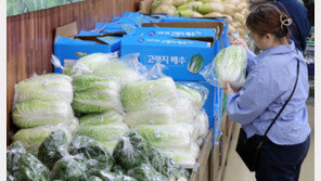 고랭지 배추 한포기에 6861원… “김장 앞두고 무섭네요” 