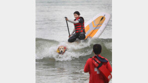 패들보드에 애견 태우고 바다로 