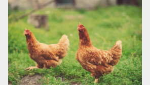 유전자 가위로 조류독감에 강한 닭 만든다… “10마리중 1마리만 감염”
