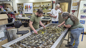 ‘새 무덤’ 된 빌딩…美시카고서 철새 1000마리 떼죽음