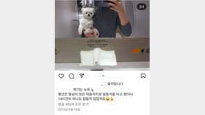 “사람이 먼저인데 규정 어기는 개플루언서, 짜증” 승무원 고충…견주 “허위” 반박