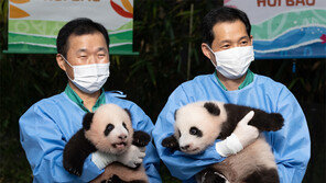 에버랜드 쌍둥이 판다 이름은 ‘루이바오’ ‘후이바오’ 