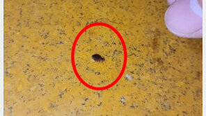 프랑스 점령한 빈대 한국도?…인천 사우나에 ‘득실’ 업주는 알고도 영업