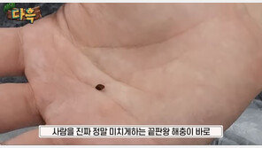 프랑스 점령한 빈대, 인천 찜질방서 포착…유튜버의 폭로
