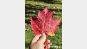 [바람개비]캐나다 메이플 로드 단풍잎
