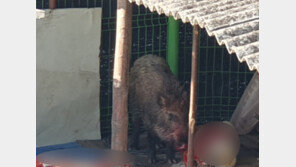 밤사이 부산 도심에 멧돼지 잇따라 출몰…3마리 사살