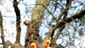 500살 감나무서 감 50개 주렁주렁…의령 주민 ‘좋은 징조’ 기대