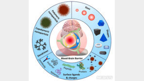 알츠하이머 치료 길 열리나…국내 연구진 ‘약물 나노운반체’ 개발