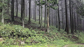 무등산 편백숲 등 10곳, 100대 명품 숲 선정