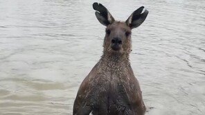 “내 강아지 놔줘”…‘근육질’ 캥거루에 주먹 날린 호주 남성 