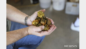 극강의 매운맛…美서 등장한 ‘세계에서 가장 매운 고추’