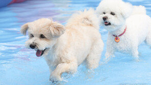 반려동물 사료, 1만원 이상이면 고품질?…“품질기준표 필요”