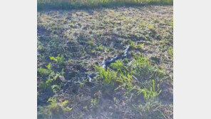 화천 밭에서 길이 2m 구렁이 발견, 포획 후 방생 조치