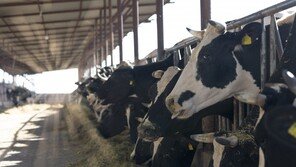 평택 젖소 농장서도 ‘럼피스킨병’ 확진…국내 두번째 사례