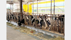 충남 서산서 럼피스킨병 추가 확진…이틀새 4차례 발생