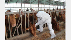 경기·충남 등 6곳서 소 럼피스킨병 추가 확진…사흘새 10건