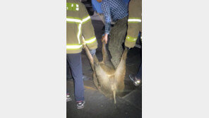 부산 화지산서 멧돼지 1마리 출몰