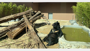 광주우치동물원 곰 사육장, ‘동물복지형’으로 새단장