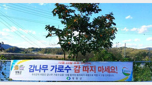 “감 몰래 따지 마세요‘ 영동군 감나무 가로수 수난…지난주 100㎏ 압수