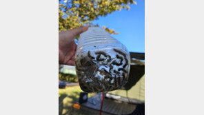 “나무에서 송충이 우수수…” 미국흰불나방 출몰 ‘기겁’