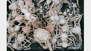 지구온난화로 굶어 죽는 대게…美 알래스카서 1000만 마리 급감