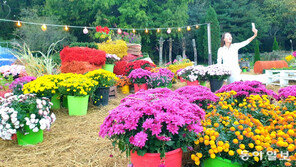 가을꽃 1만8000본이 한자리에 