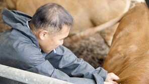 럼피스킨병 백신 400만마리분 도입…확산세 내달 초 안정될 듯