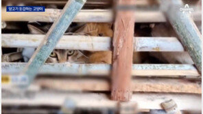 양꼬치 내걸고 고양이 고기 팔아… 中 먹거리 논란 또 터졌다 