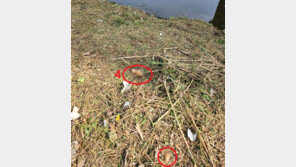 다리 밑에서 토막난 고양이 사체 무더기 발견…“무슨일 있었나?”