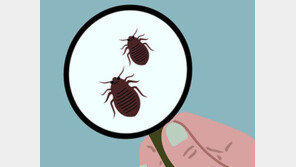 빈대의 귀환[동물학 개론/한태만]