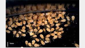 쯔쯔가무시 진드기 예년보다 2배…“기피제·돗자리 필수”