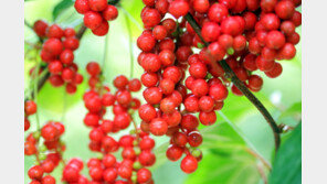 “위험기준도 없는데”…유통 약용식물서 곰팡이독소 검출