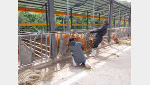 소 럼피스킨병 51건 확진…파주·논산·아산 첫 발생