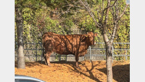 “주사 맞기 싫소”…임실서 백신 접종하던 소 ‘탈출’ 소동