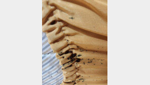 ‘흡혈’ 없이도 70일이상 사는 빈대…최고 서식지는 ‘이곳’